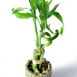 تصویر گیاه بامبو Bamboo
