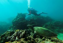 پاکسازی صخره های مرجانی در فیلیپین