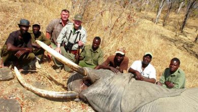 نابودی یک پنجم فیل های آفریقایی